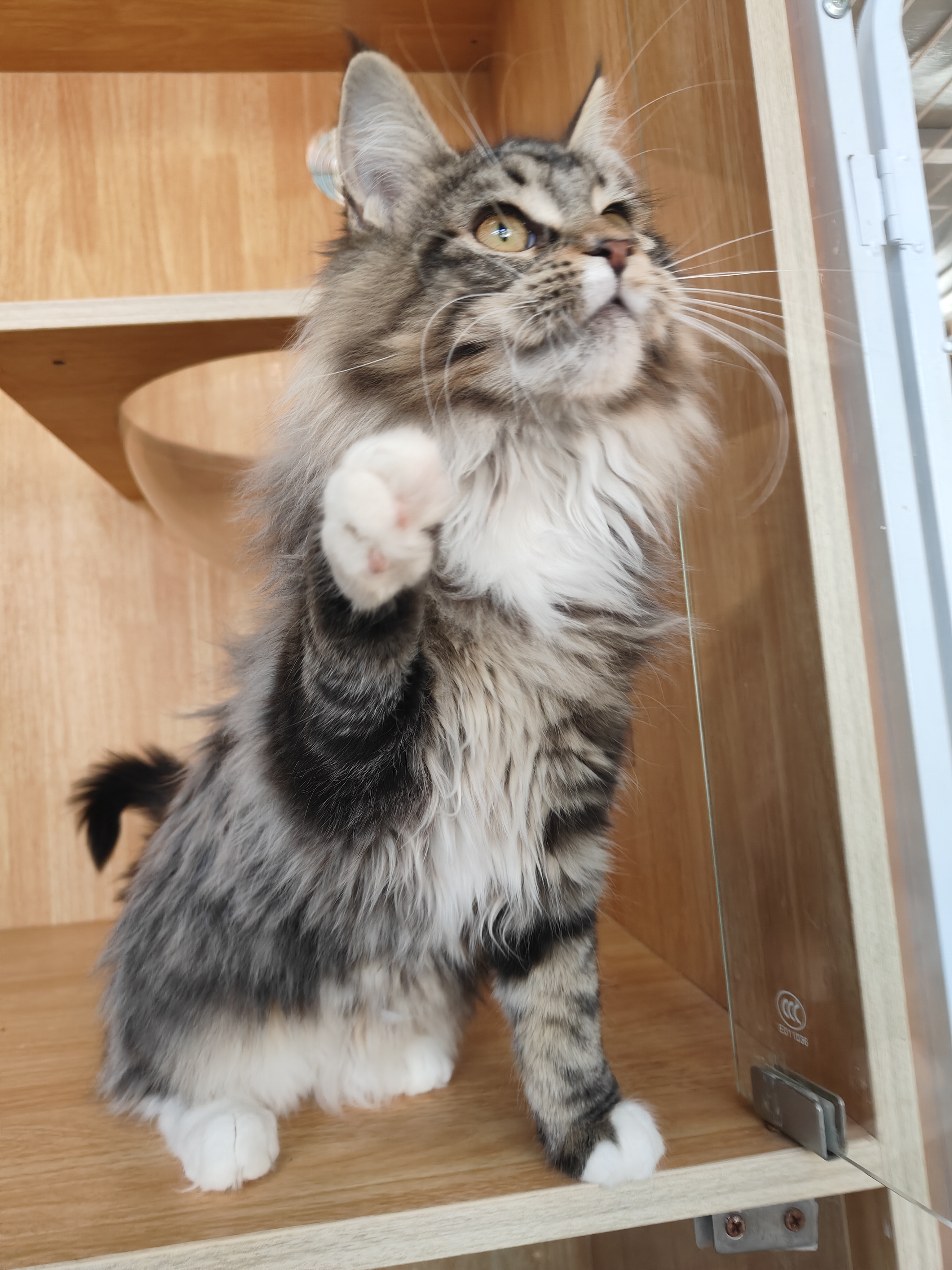 猫舍不干了年前特价甩缅因猫母猫妹妹大型猫长毛猫疫苗齐全驱虫已做无病无藓健